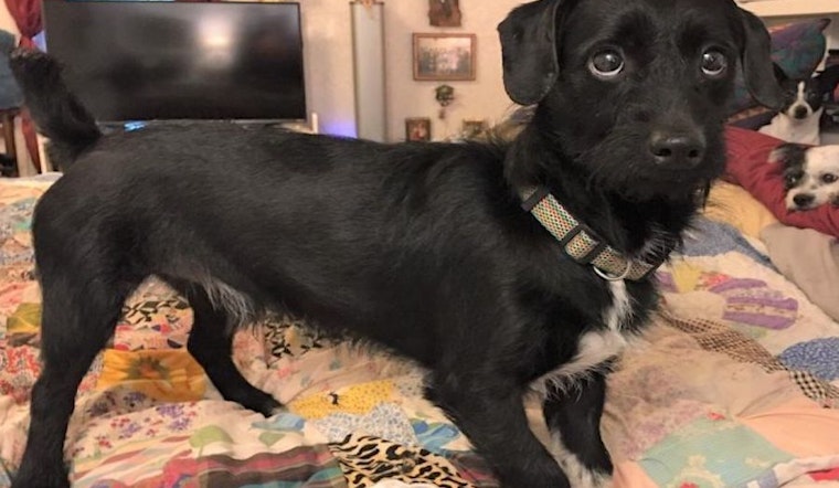 These Jacksonville-based doggies are up for adoption and in need of a good home
