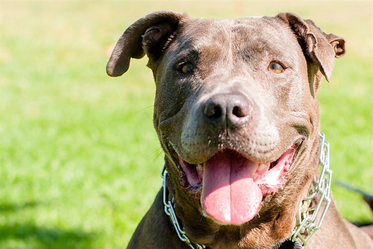 5 lovable pups to adopt in Long Beach