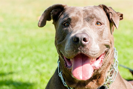 5 lovable pups to adopt in Long Beach