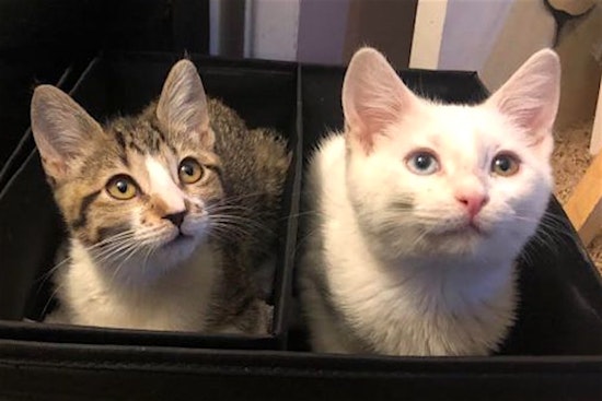 4 cute-as-can-be kittens to adopt in Anaheim