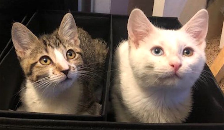 4 cute-as-can-be kittens to adopt in Anaheim