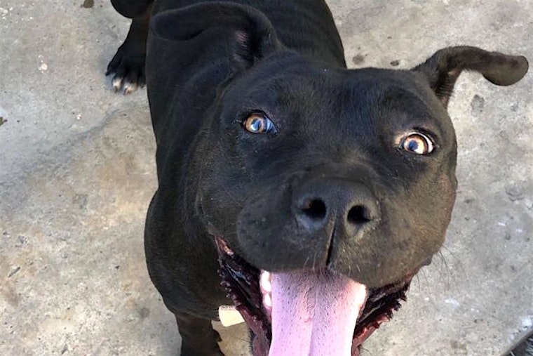 These San Francisco-based canines are up for adoption and in need of a good home