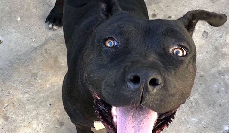 These San Francisco-based canines are up for adoption and in need of a good home