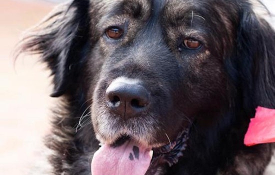 Want to adopt a pet? Here are 3 delightful doggies to adopt now in San Jose