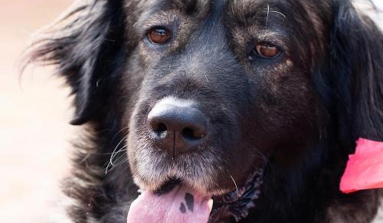 Want to adopt a pet? Here are 3 delightful doggies to adopt now in San Jose