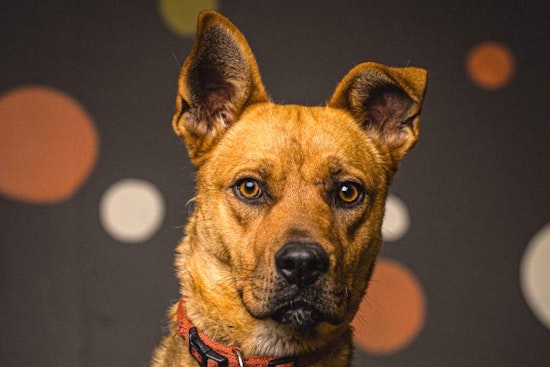 3 cuddly canines to adopt now in Portland