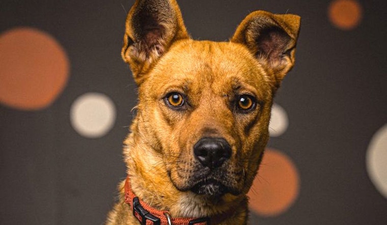 3 cuddly canines to adopt now in Portland