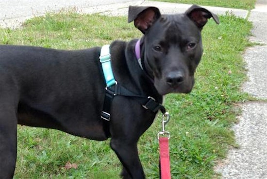Looking to adopt a pet? Here are 7 lovable pups to adopt now in Seattle