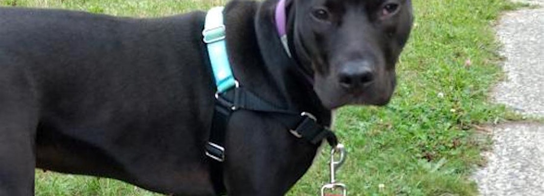 Looking to adopt a pet? Here are 7 lovable pups to adopt now in Seattle