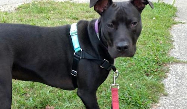 Looking to adopt a pet? Here are 7 lovable pups to adopt now in Seattle