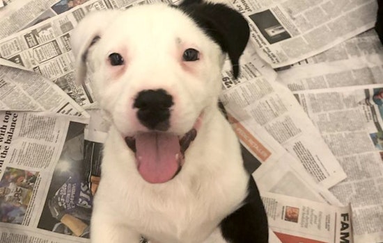 5 perfect pups to adopt now in Stockton