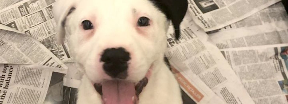 5 perfect pups to adopt now in Stockton