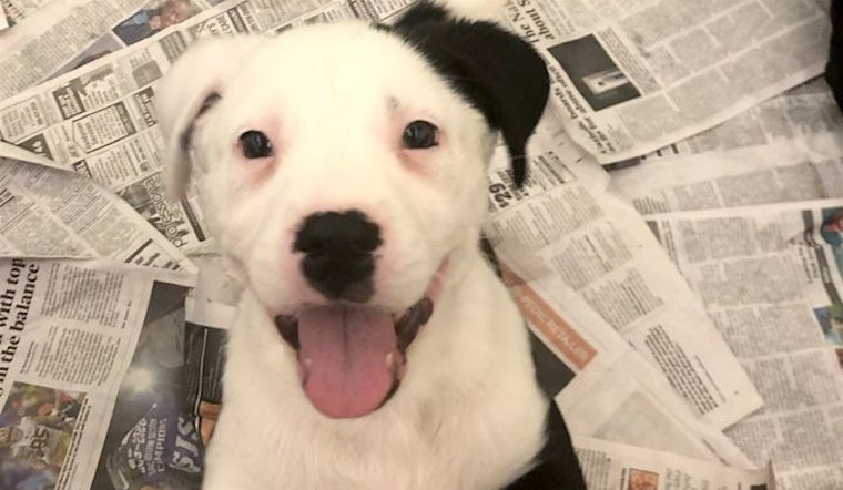 5 perfect pups to adopt now in Stockton