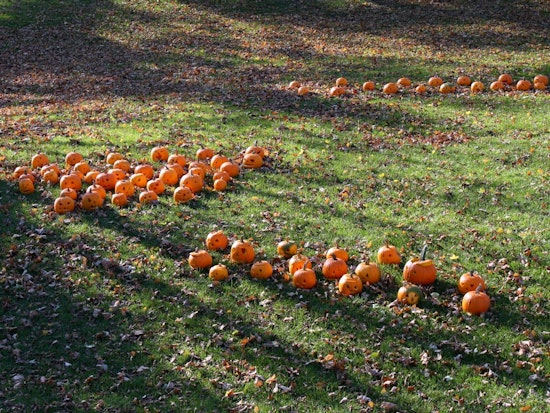 Intimate Panhandle Pumpkin Event Coming This Thursday (NSFW)
