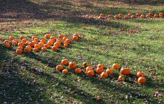 Intimate Panhandle Pumpkin Event Coming This Thursday (NSFW)