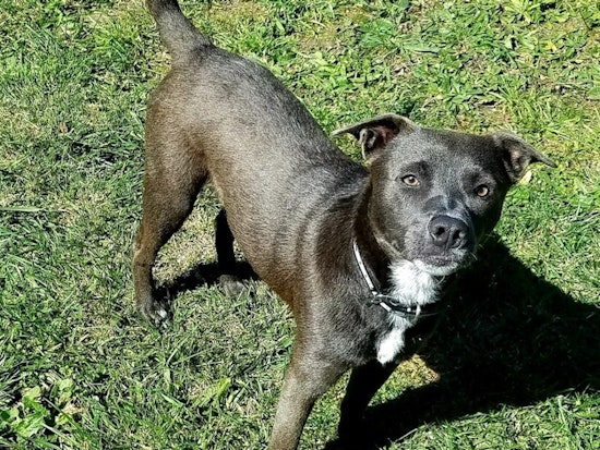 Want to adopt a pet? Here are 3 lovable pups to adopt now in Oakland