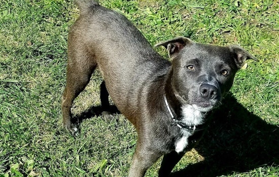 Want to adopt a pet? Here are 3 lovable pups to adopt now in Oakland