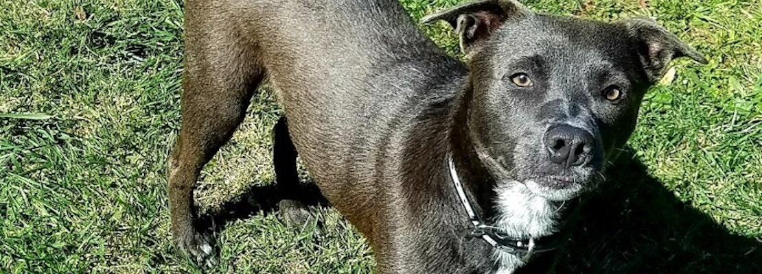 Want to adopt a pet? Here are 3 lovable pups to adopt now in Oakland