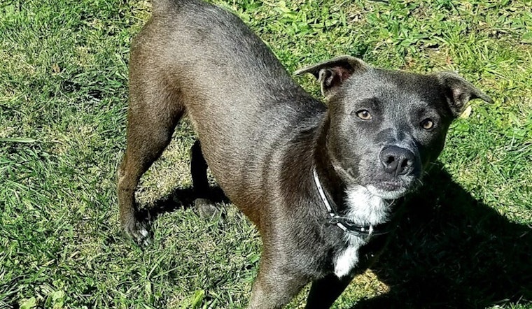 Want to adopt a pet? Here are 3 lovable pups to adopt now in Oakland