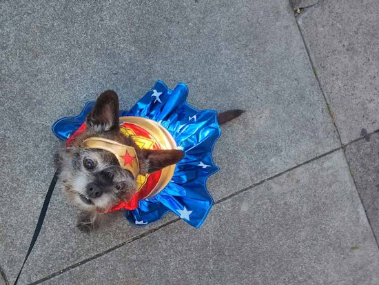 The Hottest Pet Costumes For Halloween 2014