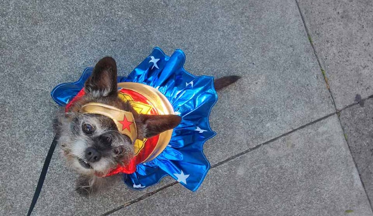 The Hottest Pet Costumes For Halloween 2014