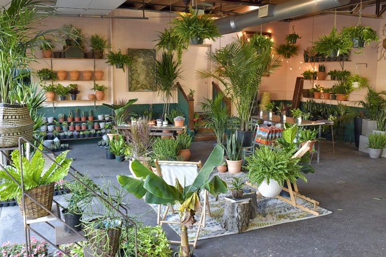 Oasis Plant Shop debuts in the Bishop Arts District