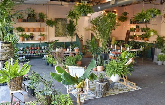 Oasis Plant Shop debuts in the Bishop Arts District