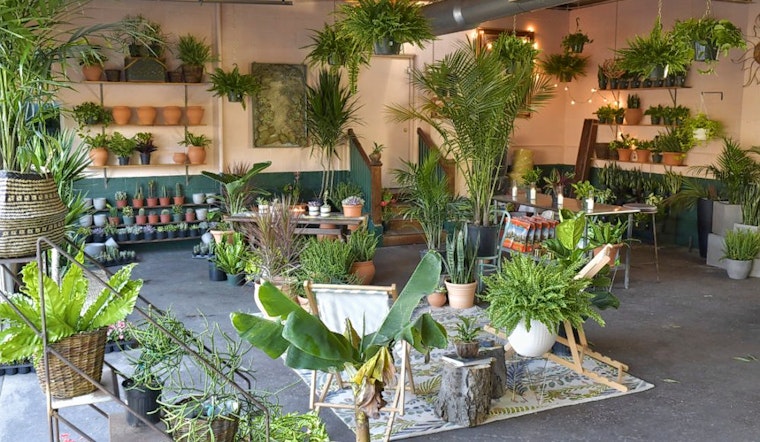 Oasis Plant Shop debuts in the Bishop Arts District