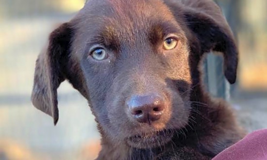 Want to adopt a pet? Here are 7 cuddly canines to adopt now in Washington