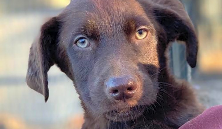 Want to adopt a pet? Here are 7 cuddly canines to adopt now in Washington