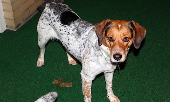 6 delightful doggies to adopt now in Philadelphia