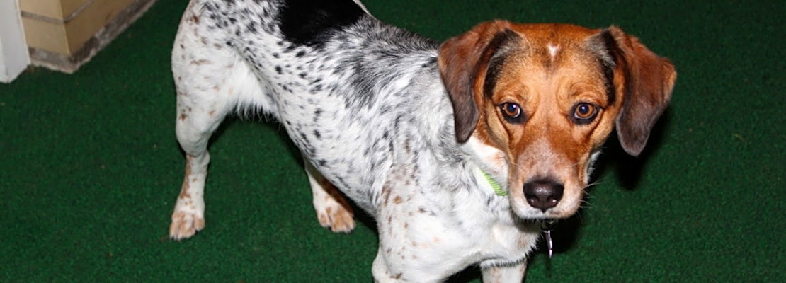 6 delightful doggies to adopt now in Philadelphia