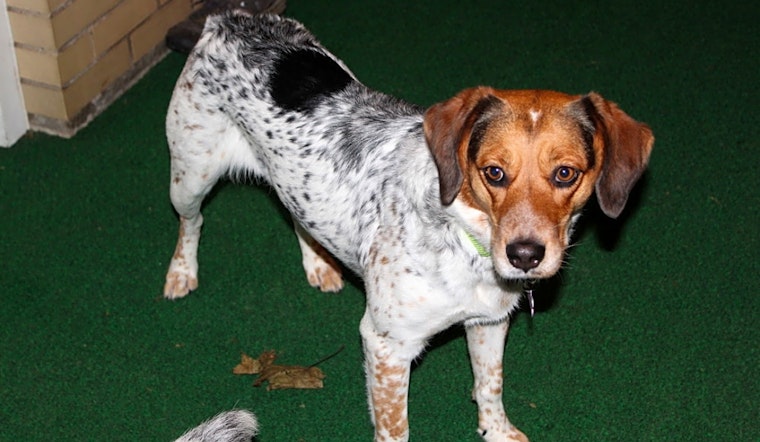 6 delightful doggies to adopt now in Philadelphia