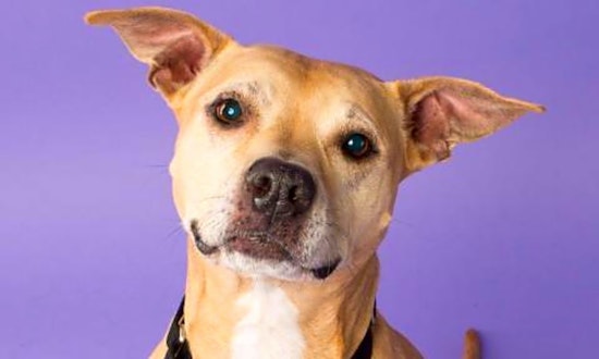 These Pittsburgh-based dogs are up for adoption and in need of a good home