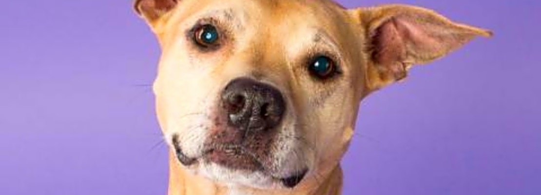 These Pittsburgh-based dogs are up for adoption and in need of a good home