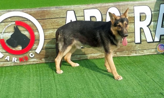 Looking to adopt a pet? Here are 6 lovable pups to adopt now in Baltimore