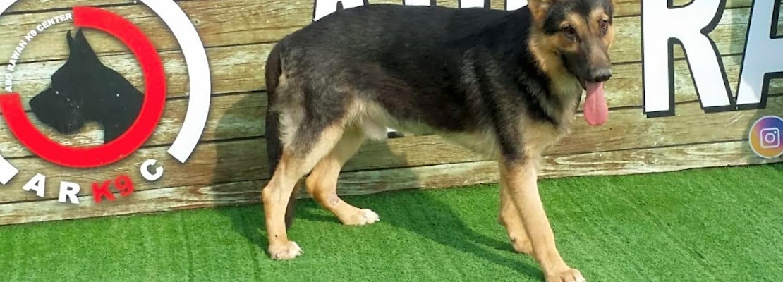 Looking to adopt a pet? Here are 6 lovable pups to adopt now in Baltimore