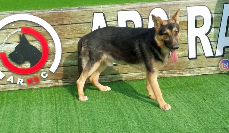 Looking to adopt a pet? Here are 6 lovable pups to adopt now in Baltimore