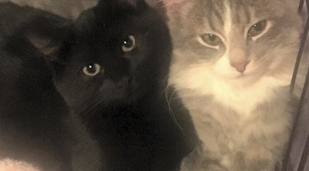 These Cleveland-based kittens are up for adoption and in need of a good home