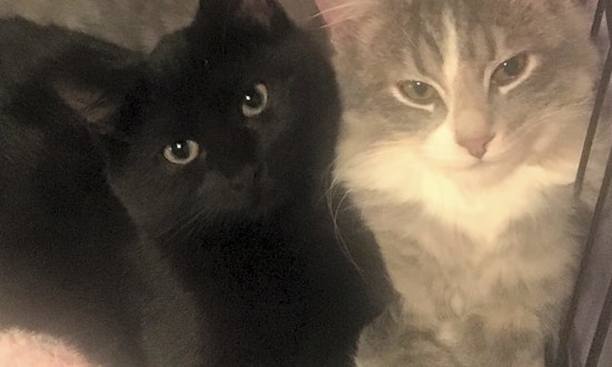 These Cleveland-based kittens are up for adoption and in need of a good home