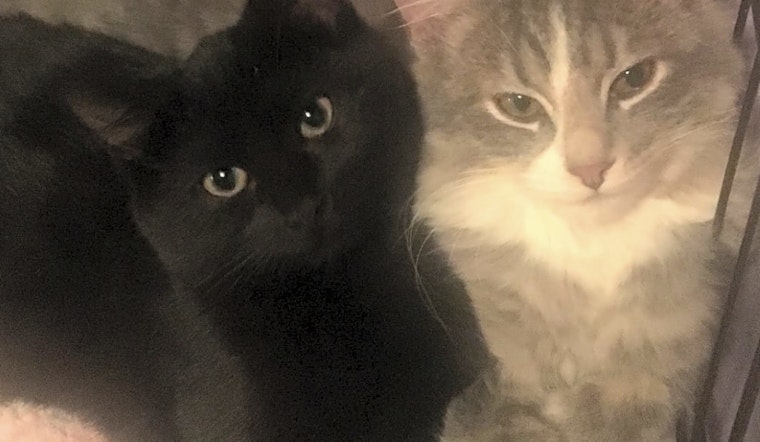 These Cleveland-based kittens are up for adoption and in need of a good home