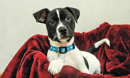 These Detroit-based puppies are up for adoption and in need of a good home