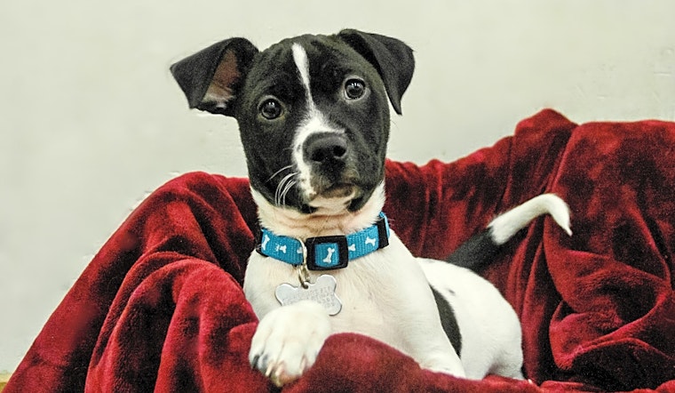 These Detroit-based puppies are up for adoption and in need of a good home