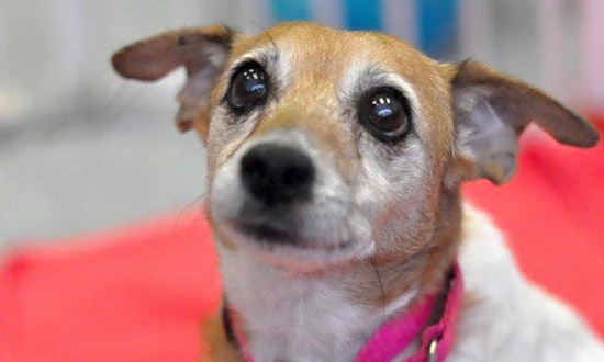 4 cuddly canines to adopt now in Raleigh