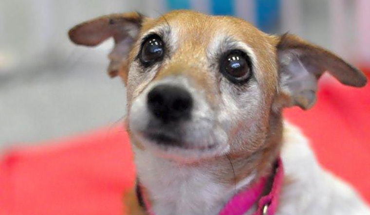 4 cuddly canines to adopt now in Raleigh