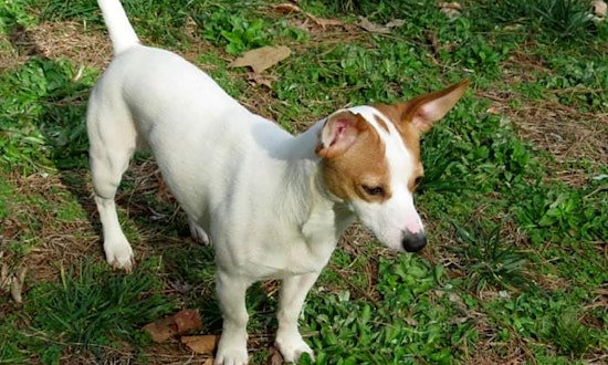 5 lovable pups to adopt now in Charlotte