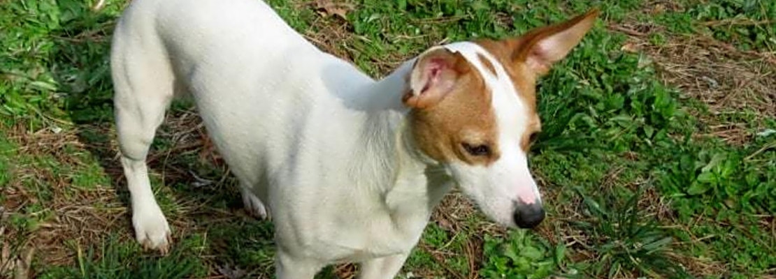 5 lovable pups to adopt now in Charlotte