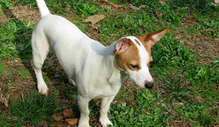 5 lovable pups to adopt now in Charlotte