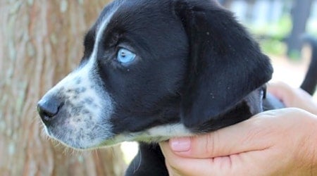 4 perfect puppies to adopt now in Atlanta