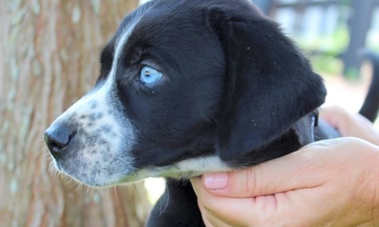 4 perfect puppies to adopt now in Atlanta